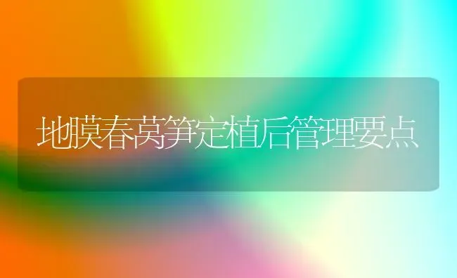 地膜春莴笋定植后管理要点 | 养殖知识