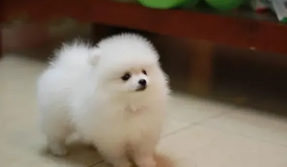 博美犬如何训练大小便,博美一个月可以训练上厕所吗？