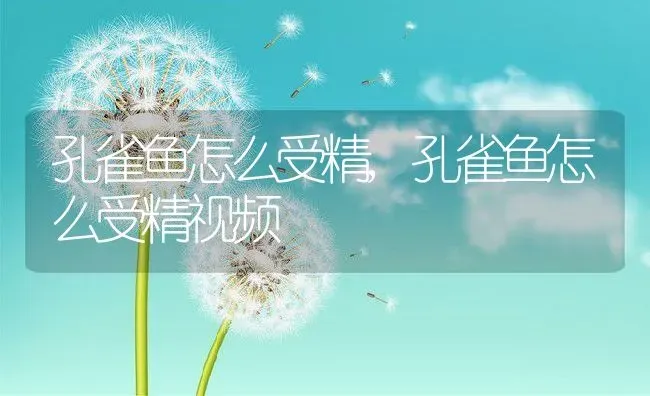 孔雀鱼怎么受精,孔雀鱼怎么受精视频 | 养殖科普