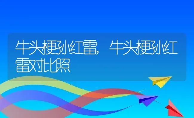 牛头梗孙红雷,牛头梗孙红雷对比照 | 养殖科普