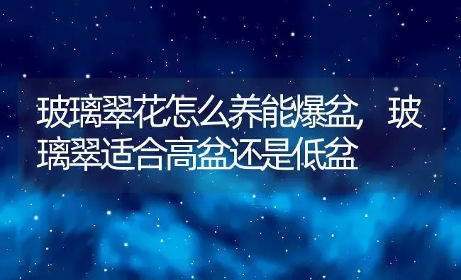 玻璃翠花怎么养能爆盆,玻璃翠适合高盆还是低盆 | 养殖学堂