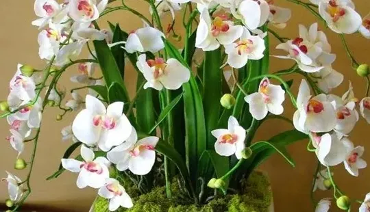蝴蝶兰开花期间怎么浇水,正开花的蝴蝶兰怎样浇水施肥？