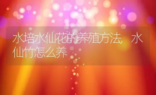 水培水仙花的养殖方法,水仙竹怎么养 | 养殖学堂