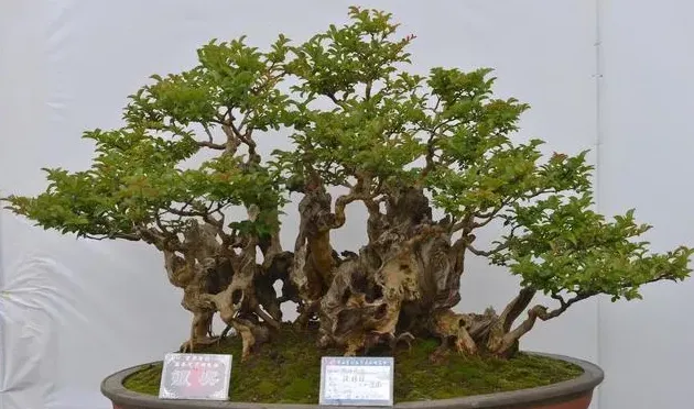 罗汉松怎么养才能更旺盛,罗汉松养殖方法宜昌？