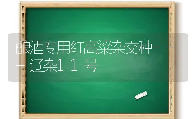 酿酒专用红高粱杂交种---辽杂11号 | 养殖技术大全