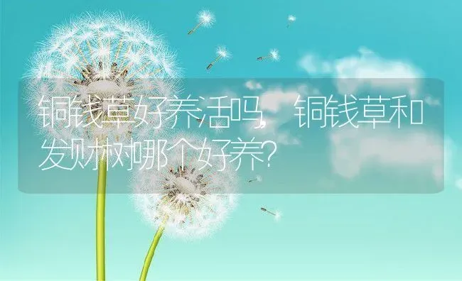 铜钱草好养活吗,铜钱草和发财树哪个好养？ | 养殖科普