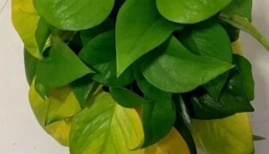 植物叶子发黄怎么处理,叶子发黄的原因与处理方法？