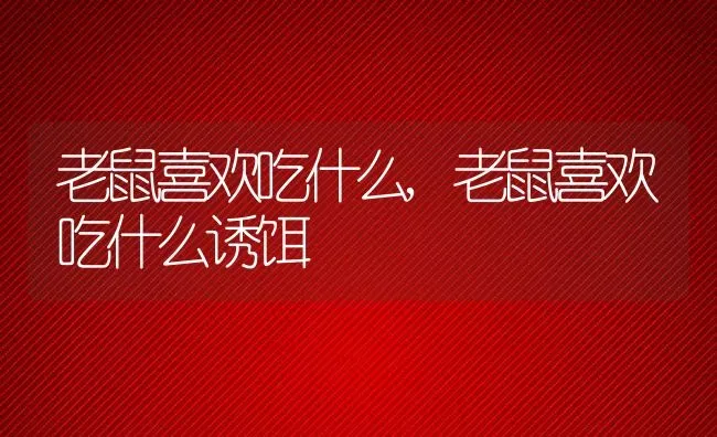 老鼠喜欢吃什么,老鼠喜欢吃什么诱饵 | 养殖科普