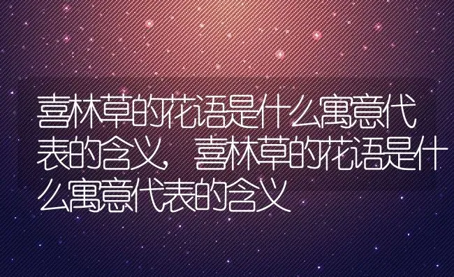 喜林草的花语是什么寓意代表的含义,喜林草的花语是什么寓意代表的含义 | 养殖科普