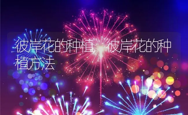 彼岸花的种植,彼岸花的种植方法 | 养殖资料