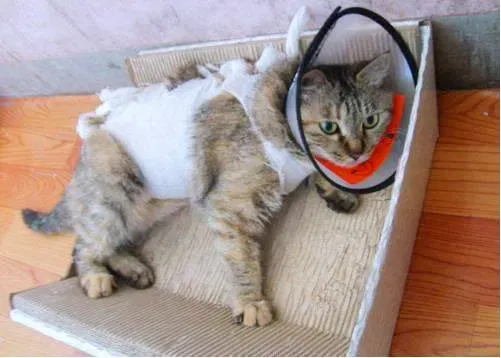 猫绝育的优点和缺点,把猫阉了，有什么好处和坏处？