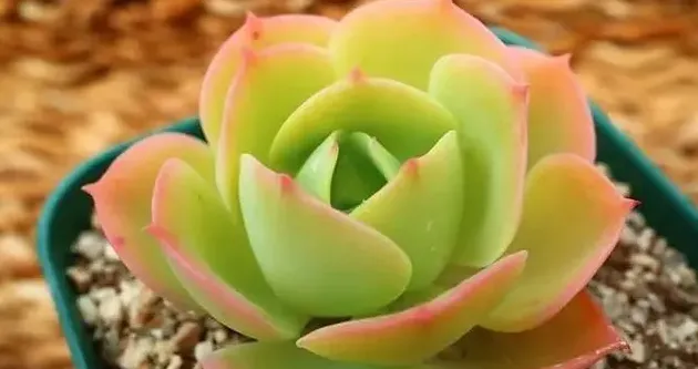 可爱玫瑰多肉好养吗,可爱玫瑰和柠檬玫瑰区别？