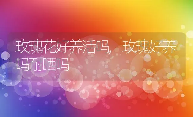 玫瑰花好养活吗,玫瑰好养吗耐晒吗 | 养殖学堂