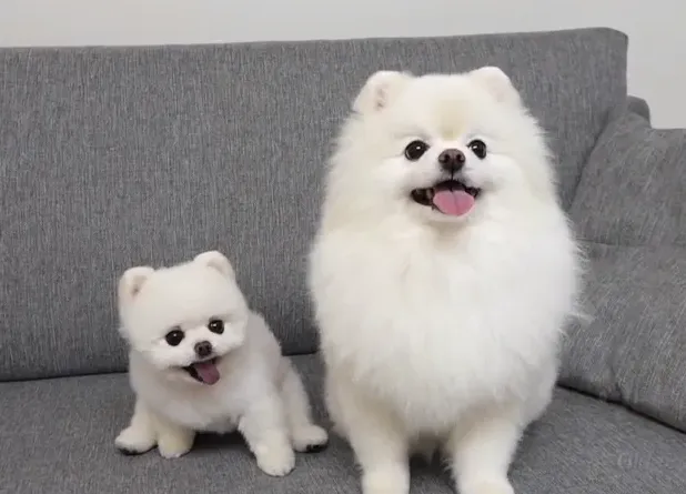 博美犬能长多大多重,一年的博美有多少斤？