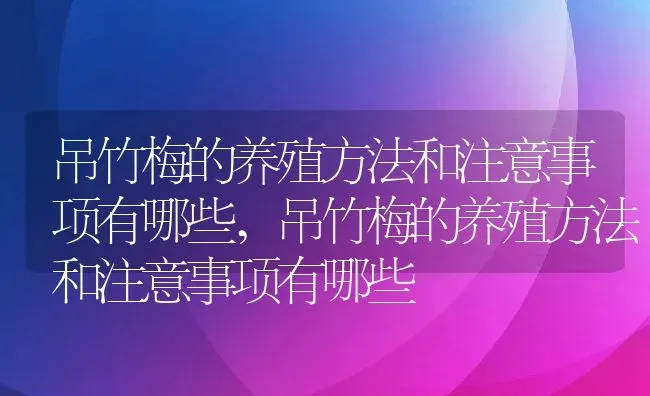 吊竹梅的养殖方法和注意事项有哪些,吊竹梅的养殖方法和注意事项有哪些 | 养殖学堂