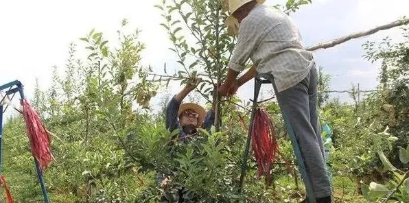 苹果树四季整形修剪的技术要点 | 生活妙招