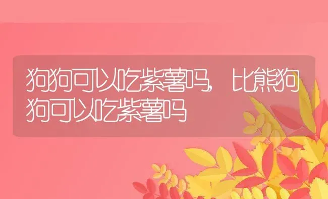 狗狗可以吃紫薯吗,比熊狗狗可以吃紫薯吗 | 养殖科普