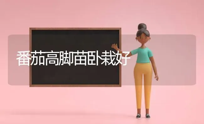 番茄高脚苗卧栽好 | 养殖技术大全