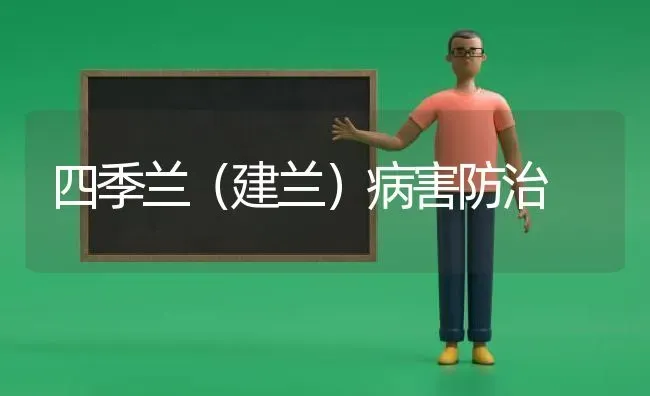 四季兰(建兰)病害防治 | 养殖知识