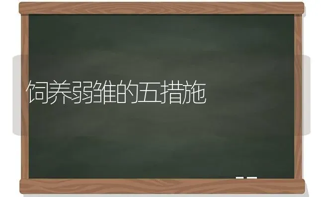 饲养弱雏的五措施 | 养殖知识