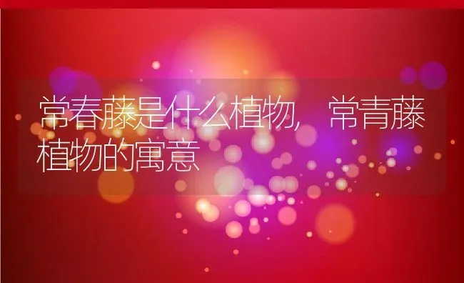 常春藤是什么植物,常青藤植物的寓意 | 养殖科普
