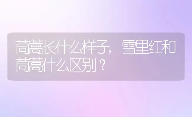 茼蒿长什么样子,雪里红和茼蒿什么区别？ | 养殖科普