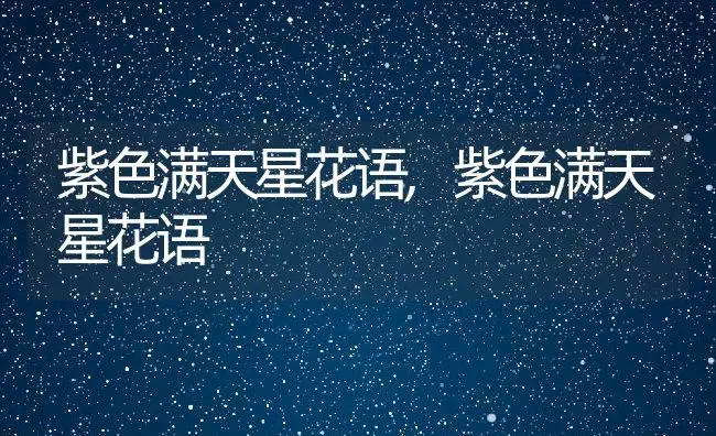 紫色满天星花语,紫色满天星花语 | 养殖科普