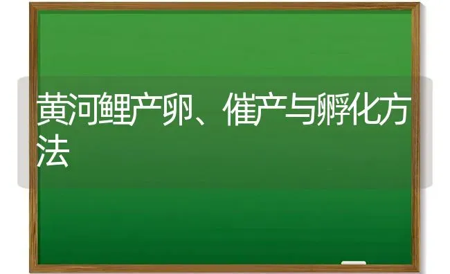 黄河鲤产卵、催产与孵化方法 | 养殖知识