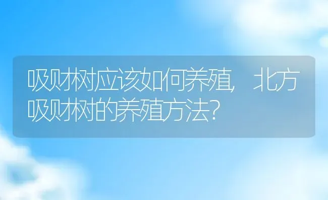 吸财树应该如何养殖,北方吸财树的养殖方法？ | 养殖科普