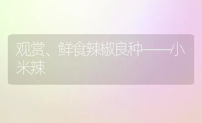 观赏、鲜食辣椒良种——小米辣 | 养殖知识