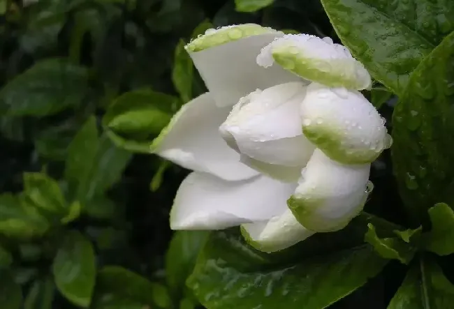 栀子花室内怎么养及注意事项,网购栀子花北方室内怎么养？