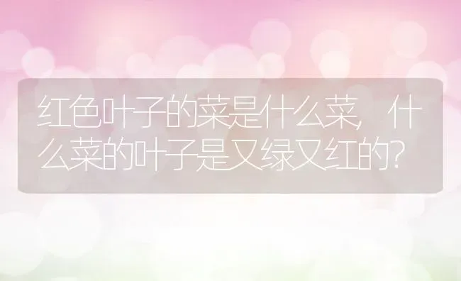 红色叶子的菜是什么菜,什么菜的叶子是又绿又红的？ | 养殖科普