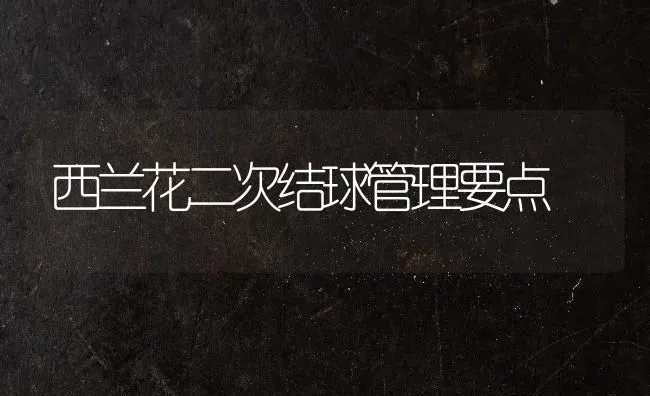 西兰花二次结球管理要点 | 养殖技术大全