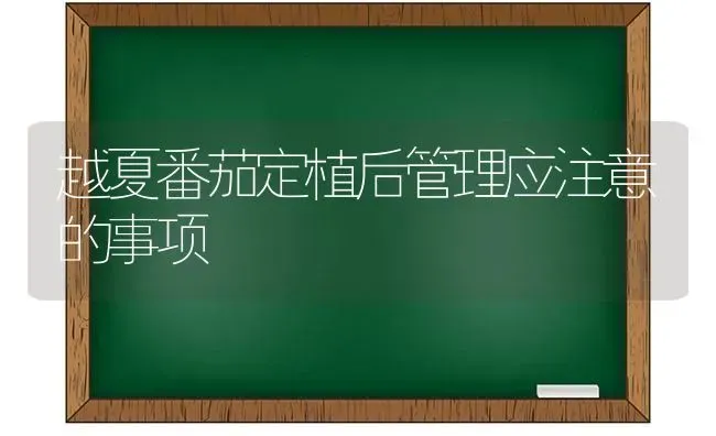 越夏番茄定植后管理应注意的事项 | 养殖技术大全