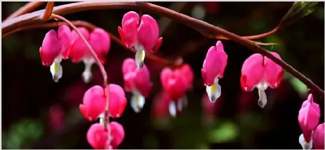 荷包牡丹花期 | 生活妙招