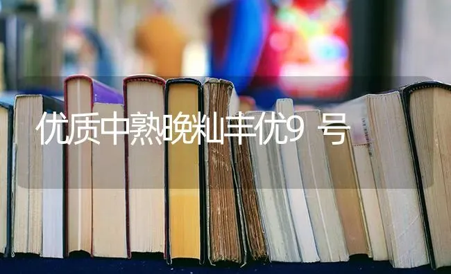 优质中熟晚籼丰优9号 | 养殖技术大全