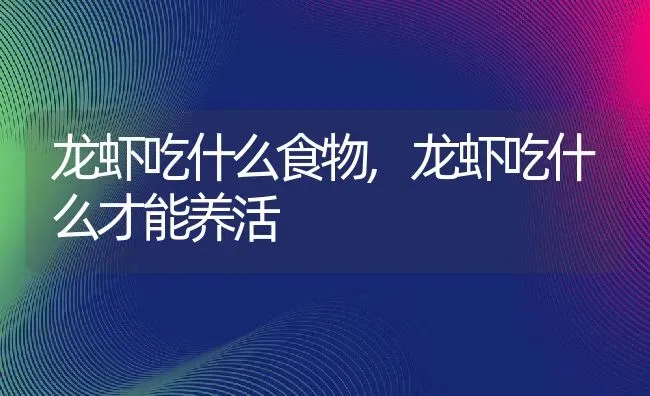 龙虾吃什么食物,龙虾吃什么才能养活 | 养殖科普