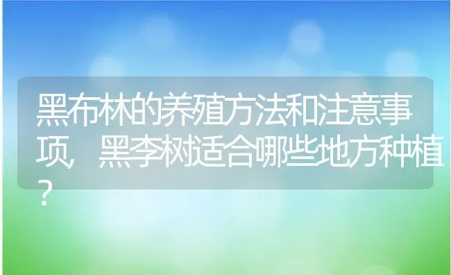 黑布林的养殖方法和注意事项,黑李树适合哪些地方种植？ | 养殖科普