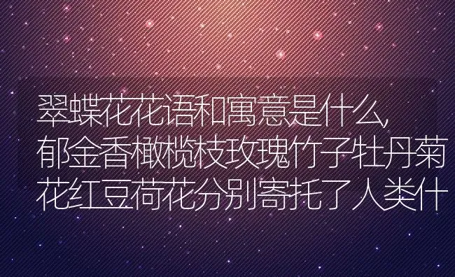 翠蝶花花语和寓意是什么,郁金香橄榄枝玫瑰竹子牡丹菊花红豆荷花分别寄托了人类什么样的情感和愿望？ | 养殖科普
