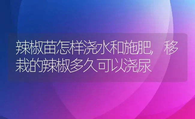 辣椒苗怎样浇水和施肥,移栽的辣椒多久可以浇尿 | 养殖学堂