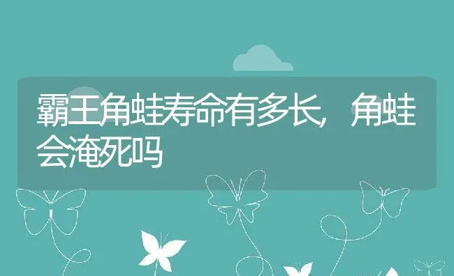 霸王角蛙寿命有多长,角蛙会淹死吗 | 养殖学堂