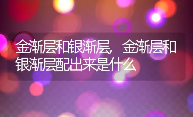 金渐层和银渐层,金渐层和银渐层配出来是什么 | 养殖学堂
