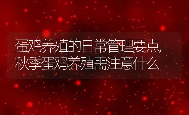 蛋鸡养殖的日常管理要点,秋季蛋鸡养殖需注意什么 | 养殖学堂