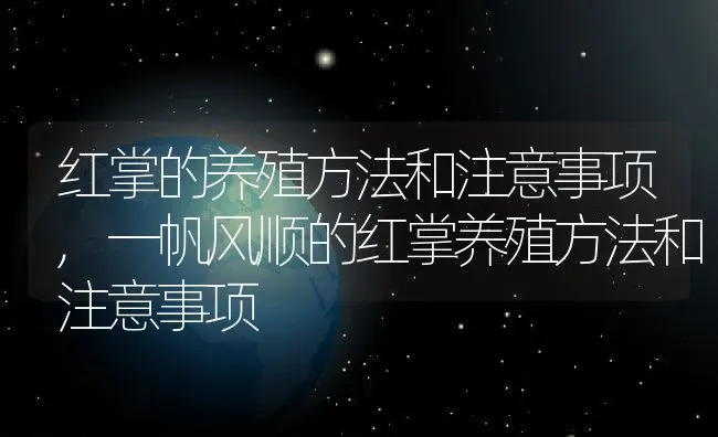 红掌的养殖方法和注意事项,一帆风顺的红掌养殖方法和注意事项 | 养殖学堂