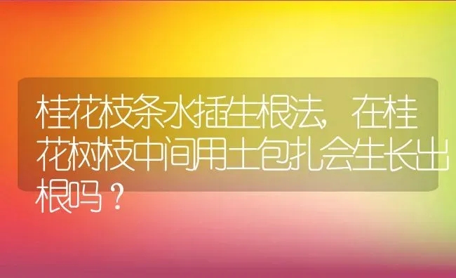 桂花枝条水插生根法,在桂花树枝中间用土包扎会生长出根吗？ | 养殖科普