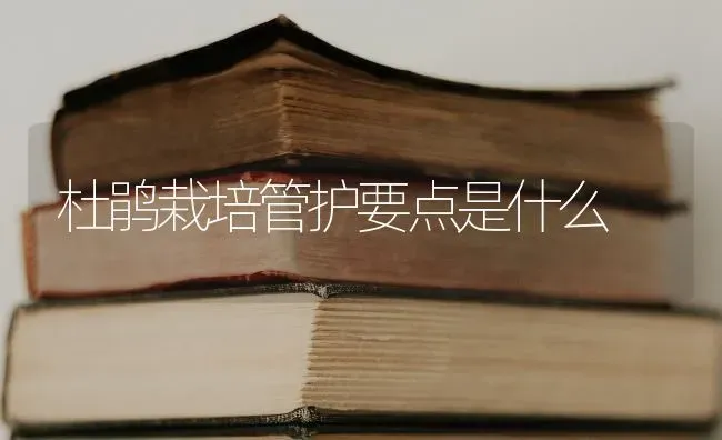 杜鹃栽培管护要点是什么 | 养殖知识