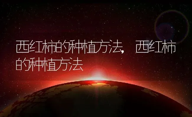 西红柿的种植方法,西红柿的种植方法 | 养殖科普