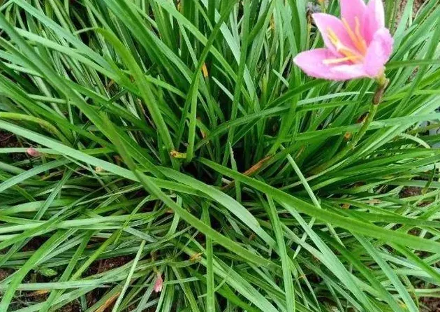 风雨兰的寓意是什么,白色风雨兰的花语？