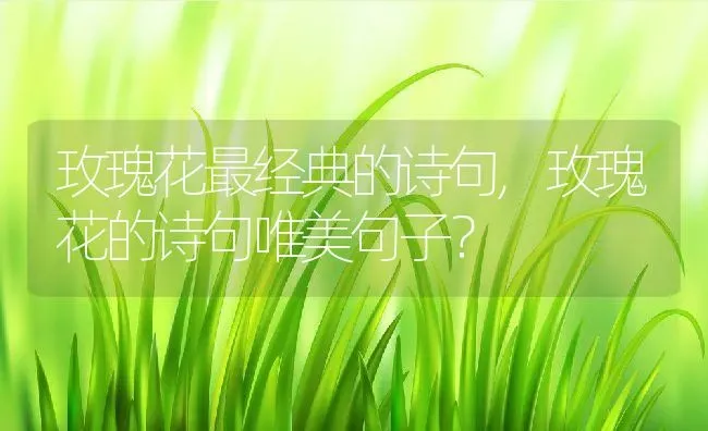 玫瑰花最经典的诗句,玫瑰花的诗句唯美句子？ | 养殖学堂