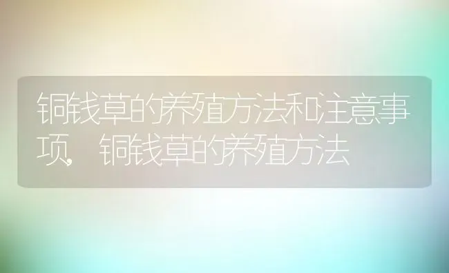 铜钱草的养殖方法和注意事项,铜钱草的养殖方法 | 养殖学堂